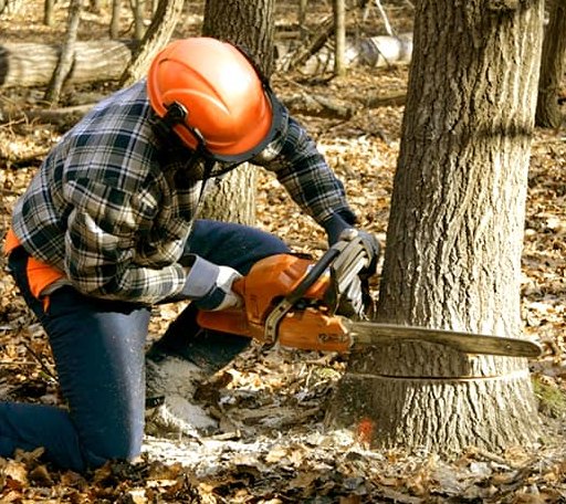 Tree Removal in Southwick, MA